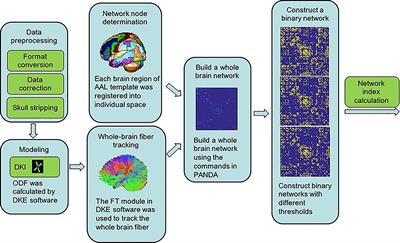 White matter structural and network topological changes in moyamoya disease with limb paresthesia: A study based on diffusion kurtosis imaging